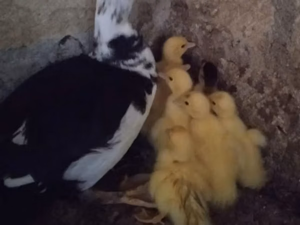 Ducks — Asarbajan