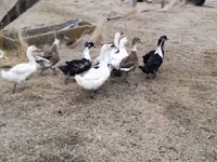Ducks — عکس 4