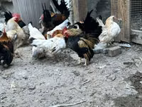 Chickens — عکس 3