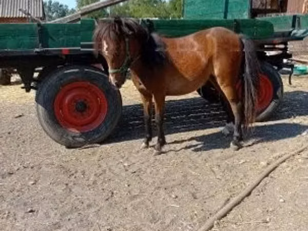 Cavalla, Cavalli — Ungheria