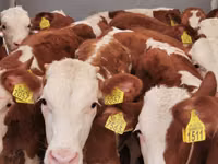 گاو نر, Simmental cattle — عکس 1