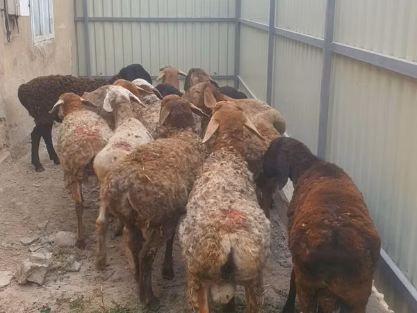 Brebis, Moutons