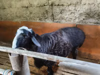 Kambing jantan, Sheep — foto 1
