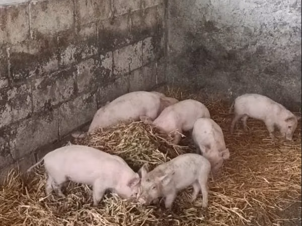 Sow, Pigs