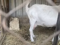 Get, Saanen goat — foto 3