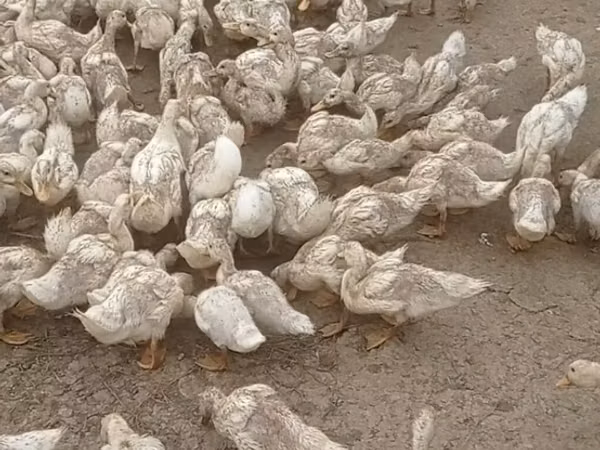 Ducks — Azerbaijan