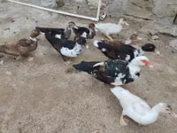 Ducks — photo 4