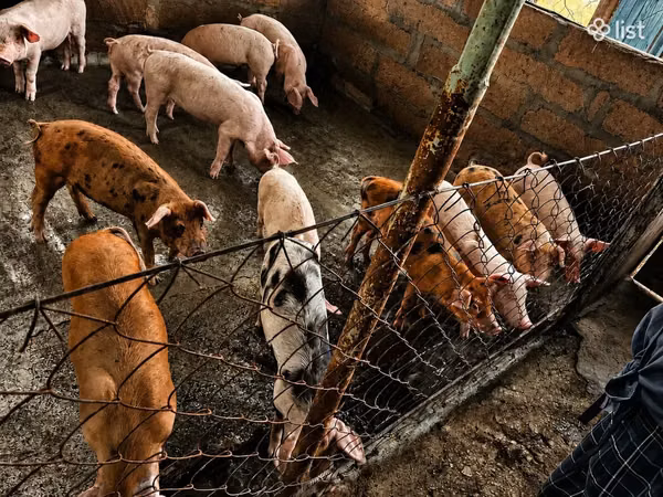 Boar, Pigs — Armenia