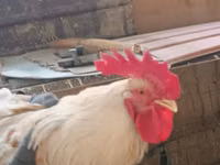 Chickens — photo 1