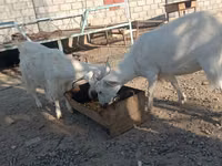 بز نر, Saanen goat — عکس 6