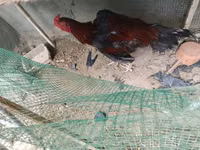 Chickens — புகைப்படம் 3