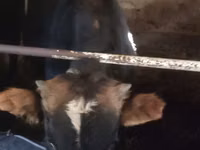 Banteng, Cattle — foto 3