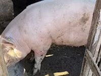 Scrofa — foto 3