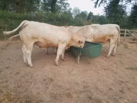 Banteng, Charolais cattle — foto 3