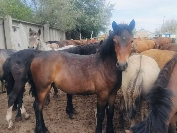 Horses (batch, sex not specified), Horse breed — Kazakhstan