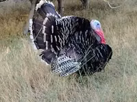 ብሮንዝ — ፎቶ 5