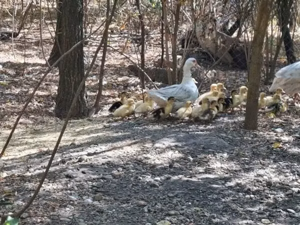 Ducks