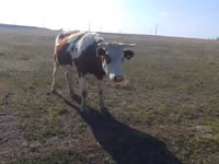 Vache, Simmental cattle — photo 5