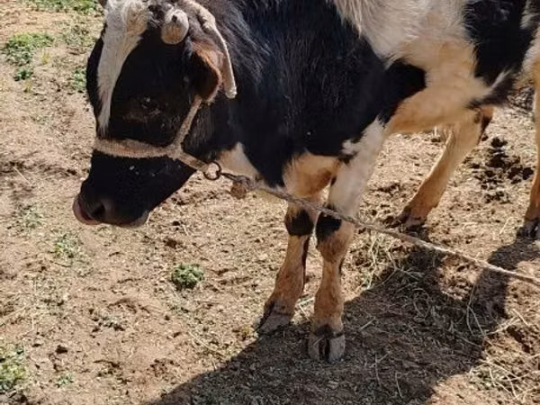 Býk, Russian Black pied cattle