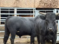 公牛, Cattle — 照片 3