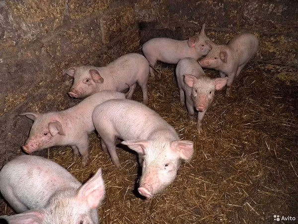 Boar, Pigs — Kazakhstan