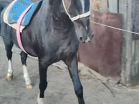 Horse (M), Horses — photo 4