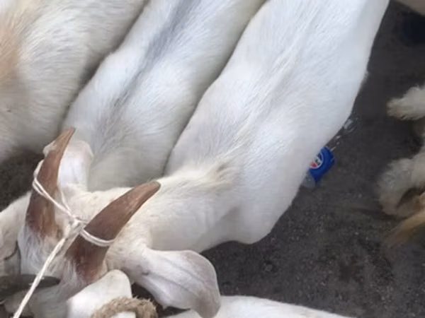 Capra, Saanen goat — Kirghizistan