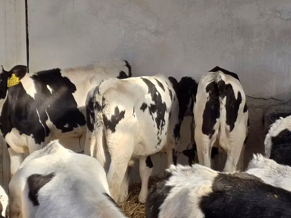 Bull, Russian Black pied cattle