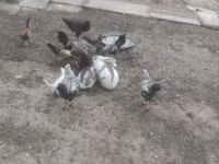 Chickens — รูปภาพ 4