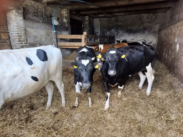 İnek, Russian Black pied cattle