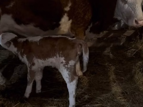 Vache, Simmental cattle — Kazakhstan