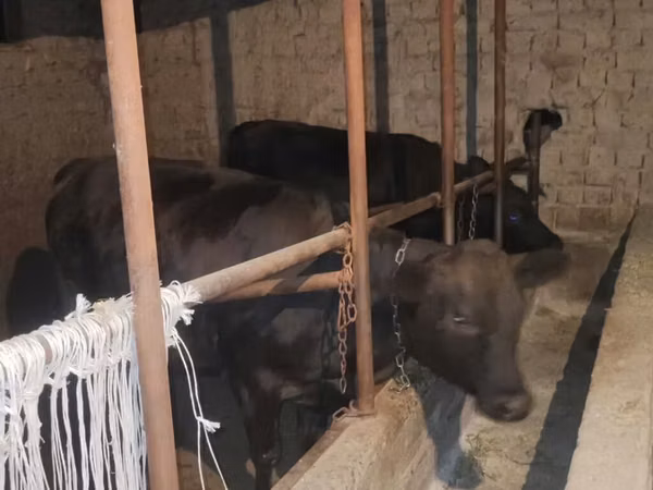 Cow, Limousin cow — Kyrgyzstan