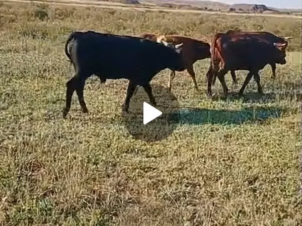 公牛, Cattle — 哈萨克斯坦