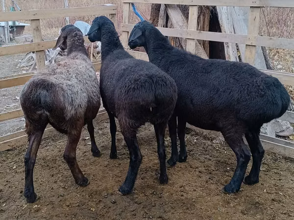 Domba jantan, Edilbay sheep