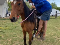 اسب نر, Tennessee Walking Horse — عکس 4