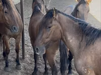 Horse (M), Mugalzhar horse — photo 3