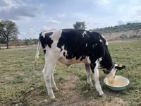 Bull, Holstein breed — photo 3