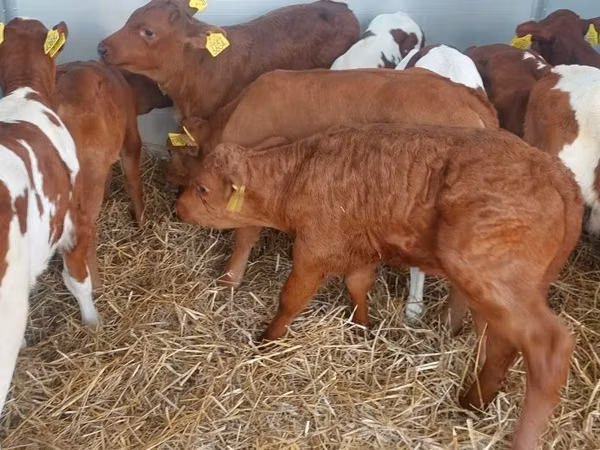 Bull, Simmental cattle — Poland