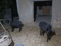 Bode, Cabras — foto 2