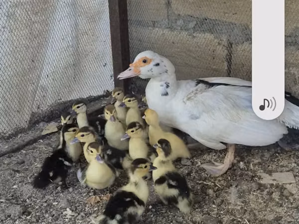 Domestic Muscovy — Azerbaijan