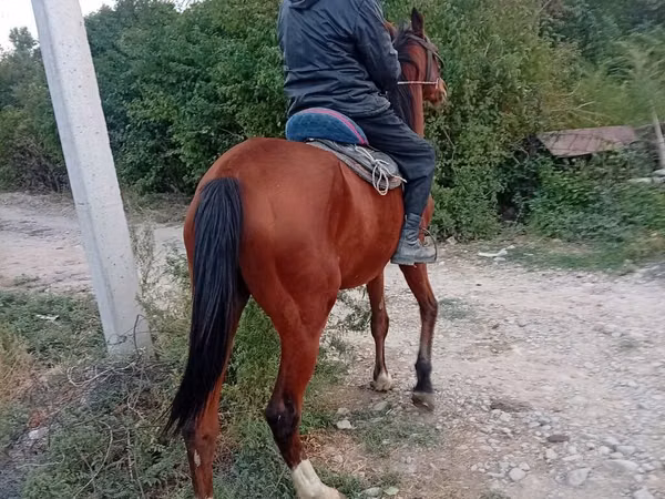 Mare, Horses — Kyrgyzstan