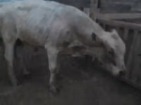 Lembu jantan, Simmental cattle — foto 2