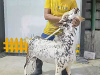 Wad, Sicilian Barbaresca sheep — sawirka 2