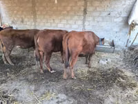 Cow, Cattle — photo 2