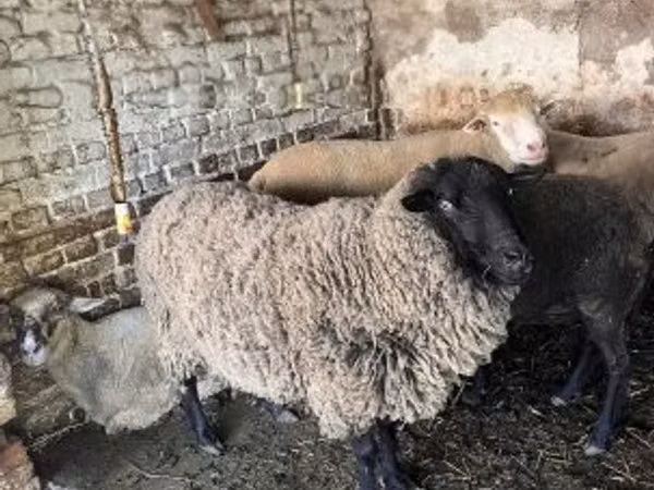 Montone, White Suffolk sheep — Ungheria