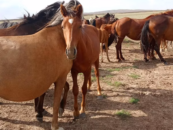 Horse (M), Horses — Kazakhstan