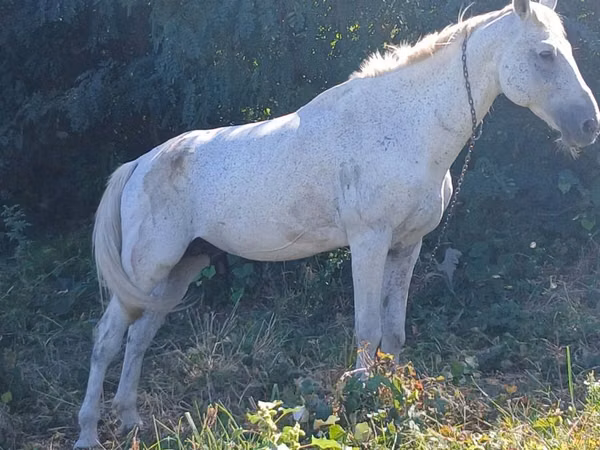 Horse (M), Horses — Moldova