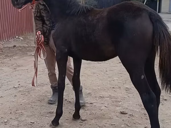 Horses (batch, sex not specified), Horses — Kyrgyzstan