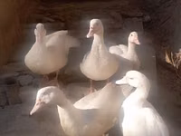 Ducks — 2. fotó