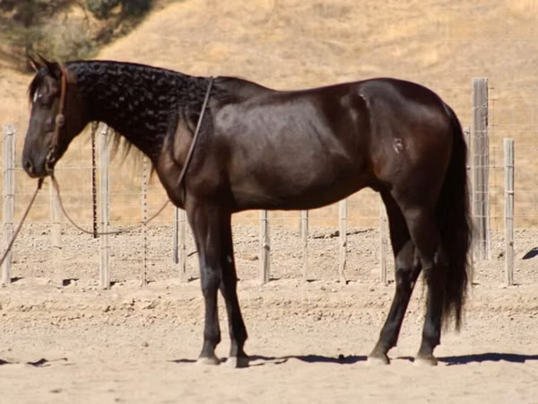 Horse (M), Friesian